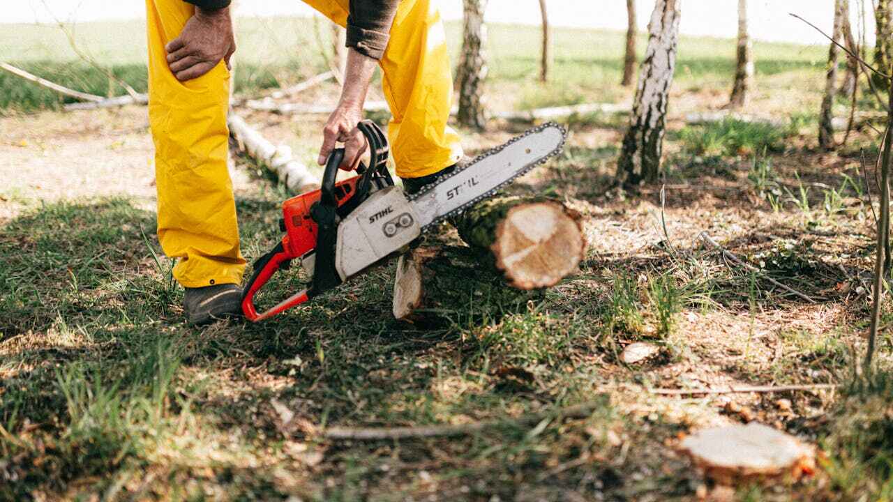 The Steps Involved in Our Tree Care Process in Mosheim, TN